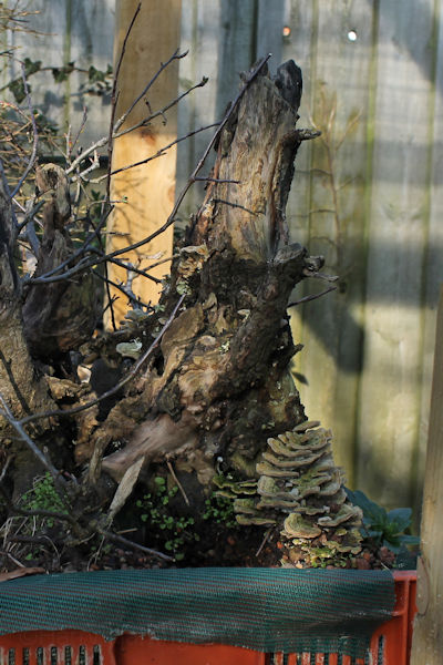 Crab Apple Bonsai Carving and Styling